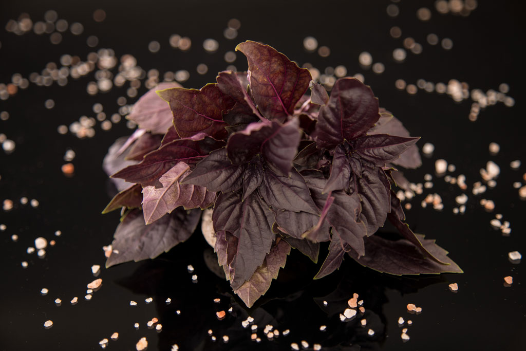 Basilico Rosso In Vaso